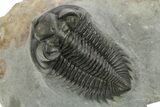 Very Nice Coltraneia Trilobite Fossil - Huge Faceted Eyes #273800-2